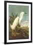 Snowy Egret-John James Audubon-Framed Art Print