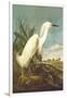 Snowy Egret-John James Audubon-Framed Art Print