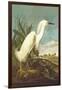 Snowy Egret-John James Audubon-Framed Art Print