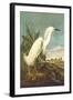 Snowy Egret-John James Audubon-Framed Art Print