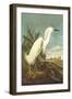 Snowy Egret-John James Audubon-Framed Art Print