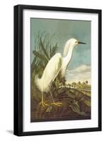 Snowy Egret-John James Audubon-Framed Art Print