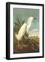 Snowy Egret-John James Audubon-Framed Art Print
