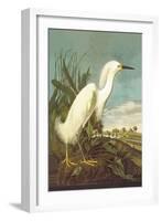 Snowy Egret-John James Audubon-Framed Art Print