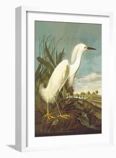 Snowy Egret-John James Audubon-Framed Art Print