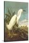 Snowy Egret-John James Audubon-Stretched Canvas