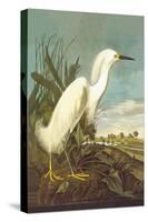 Snowy Egret-John James Audubon-Stretched Canvas