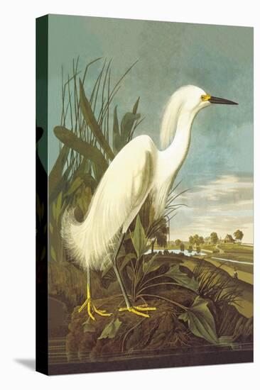 Snowy Egret-John James Audubon-Stretched Canvas