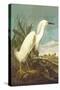 Snowy Egret-John James Audubon-Stretched Canvas