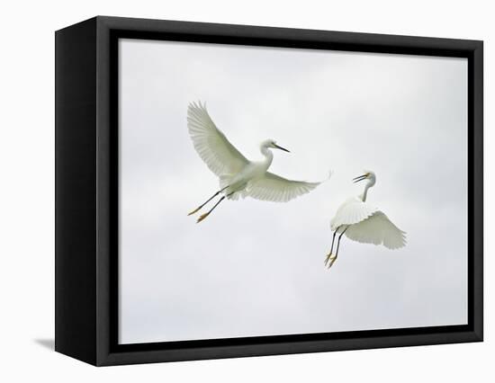 Snowy Egrets Fighting, Sanibel, Florida, USA-Arthur Morris-Framed Stretched Canvas