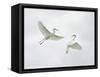 Snowy Egrets Fighting, Sanibel, Florida, USA-Arthur Morris-Framed Stretched Canvas