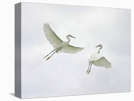 Snowy Egrets Fighting, Sanibel, Florida, USA-Arthur Morris-Stretched Canvas