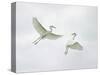 Snowy Egrets Fighting, Sanibel, Florida, USA-Arthur Morris-Stretched Canvas