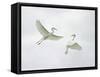 Snowy Egrets Fighting, Sanibel, Florida, USA-Arthur Morris-Framed Stretched Canvas