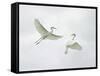 Snowy Egrets Fighting, Sanibel, Florida, USA-Arthur Morris-Framed Stretched Canvas