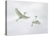 Snowy Egrets Fighting, Sanibel, Florida, USA-Arthur Morris-Stretched Canvas