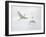 Snowy Egrets Fighting, Sanibel, Florida, USA-Arthur Morris-Framed Premium Photographic Print