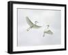 Snowy Egrets Fighting, Sanibel, Florida, USA-Arthur Morris-Framed Premium Photographic Print
