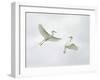 Snowy Egrets Fighting, Sanibel, Florida, USA-Arthur Morris-Framed Premium Photographic Print