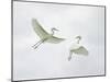 Snowy Egrets Fighting, Sanibel, Florida, USA-Arthur Morris-Mounted Premium Photographic Print