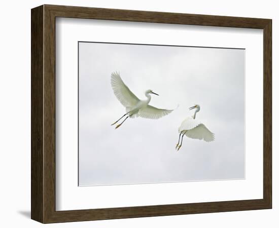 Snowy Egrets Fighting, Sanibel, Florida, USA-Arthur Morris-Framed Photographic Print