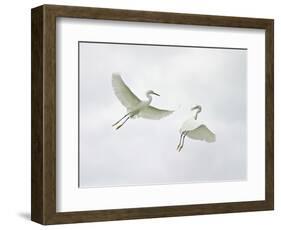 Snowy Egrets Fighting, Sanibel, Florida, USA-Arthur Morris-Framed Photographic Print