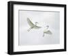 Snowy Egrets Fighting, Sanibel, Florida, USA-Arthur Morris-Framed Photographic Print