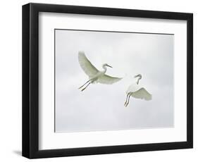 Snowy Egrets Fighting, Sanibel, Florida, USA-Arthur Morris-Framed Photographic Print