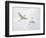 Snowy Egrets Fighting, Sanibel, Florida, USA-Arthur Morris-Framed Photographic Print