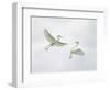 Snowy Egrets Fighting, Sanibel, Florida, USA-Arthur Morris-Framed Photographic Print