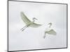 Snowy Egrets Fighting, Sanibel, Florida, USA-Arthur Morris-Mounted Photographic Print