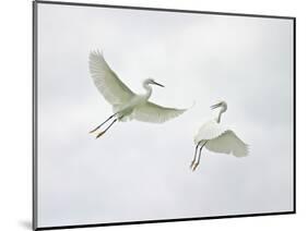 Snowy Egrets Fighting, Sanibel, Florida, USA-Arthur Morris-Mounted Photographic Print