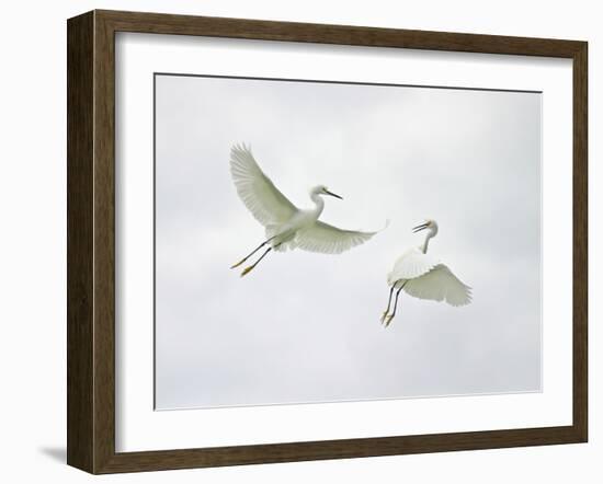 Snowy Egrets Fighting, Sanibel, Florida, USA-Arthur Morris-Framed Photographic Print