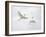 Snowy Egrets Fighting, Sanibel, Florida, USA-Arthur Morris-Framed Photographic Print