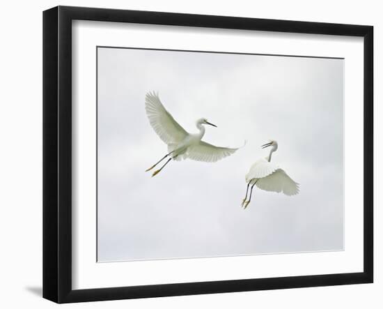 Snowy Egrets Fighting, Sanibel, Florida, USA-Arthur Morris-Framed Photographic Print