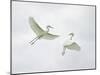 Snowy Egrets Fighting, Sanibel, Florida, USA-Arthur Morris-Mounted Photographic Print