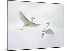 Snowy Egrets Fighting, Sanibel, Florida, USA-Arthur Morris-Mounted Photographic Print