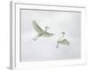 Snowy Egrets Fighting, Sanibel, Florida, USA-Arthur Morris-Framed Photographic Print