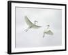 Snowy Egrets Fighting, Sanibel, Florida, USA-Arthur Morris-Framed Photographic Print