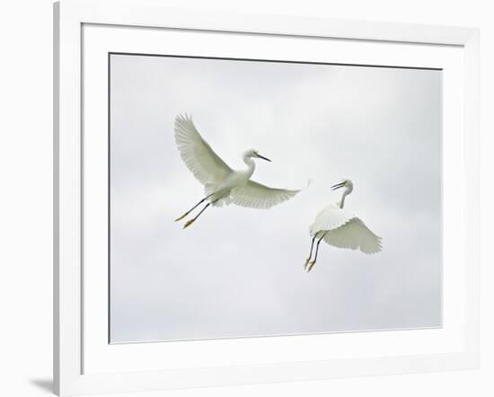 Snowy Egrets Fighting, Sanibel, Florida, USA-Arthur Morris-Framed Photographic Print