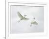 Snowy Egrets Fighting, Sanibel, Florida, USA-Arthur Morris-Framed Photographic Print