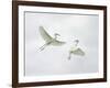Snowy Egrets Fighting, Sanibel, Florida, USA-Arthur Morris-Framed Photographic Print