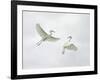 Snowy Egrets Fighting, Sanibel, Florida, USA-Arthur Morris-Framed Photographic Print