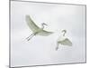 Snowy Egrets Fighting, Sanibel, Florida, USA-Arthur Morris-Mounted Photographic Print