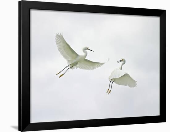 Snowy Egrets Fighting, Sanibel, Florida, USA-Arthur Morris-Framed Photographic Print