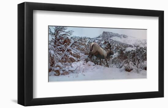 Snowy Elk-Steve Hunziker-Framed Premium Giclee Print