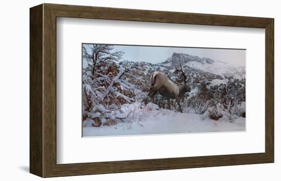 Snowy Elk-Steve Hunziker-Framed Premium Giclee Print