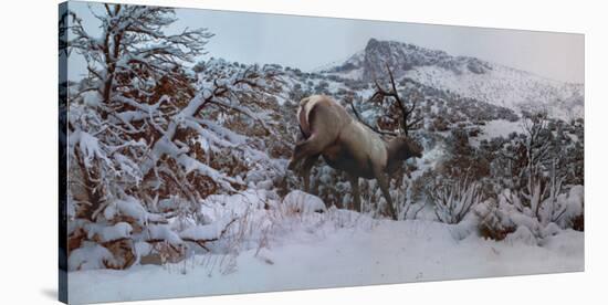 Snowy Elk-Steve Hunziker-Stretched Canvas