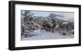 Snowy Elk-Steve Hunziker-Framed Art Print