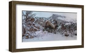 Snowy Elk-Steve Hunziker-Framed Art Print